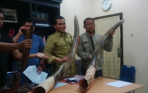 Polisi Ringkus 7 Pemburu Gajah dan 2 Gading Jumbo Seharga Rp 400 Juta